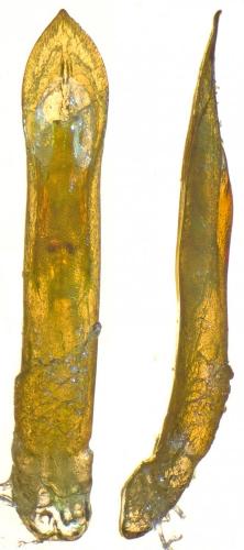 Réf. 259 382 : Neocrepidodera transversa